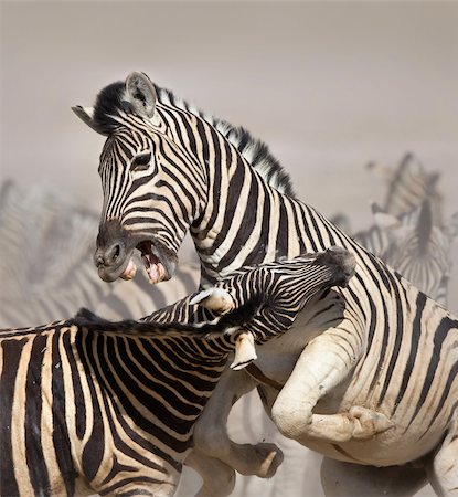 dusty environment - Close-up of two stallions fighting and biting ; Etosha; Equus burchell's Stock Photo - Budget Royalty-Free & Subscription, Code: 400-04215937