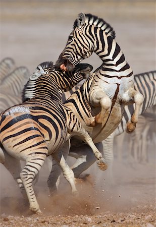 dusty environment - Close-up of two stallions fighting and biting ; Etosha; Equus burchell's Stock Photo - Budget Royalty-Free & Subscription, Code: 400-04215976