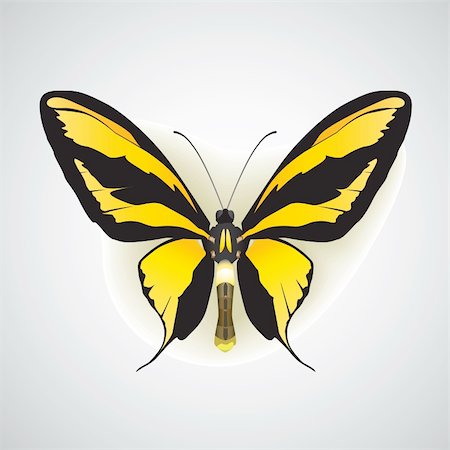 simsearch:400-07518693,k - exotic butterfly on with drop shadow and soft background Stock Photo - Budget Royalty-Free & Subscription, Code: 400-04216084