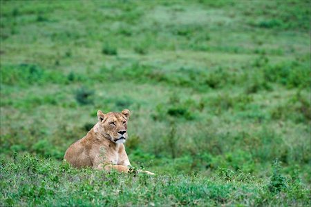 simsearch:400-04109301,k - Lioness on a grass. The lioness has a rest on a green grass of meadows of Ngoro Ngoro. Stock Photo - Budget Royalty-Free & Subscription, Code: 400-04219191