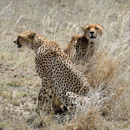 simsearch:400-04597010,k - Two cheetahs in a grass. Two cheetahs sit in the grass which has turned yellow from the sun. Stock Photo - Budget Royalty-Free & Subscription, Code: 400-04219277