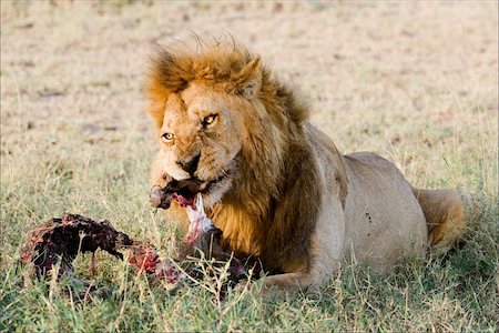 simsearch:400-04727848,k - Supper of a lion.  2   A having supper lion in the light of the coming sun with a meat piece. Stock Photo - Budget Royalty-Free & Subscription, Code: 400-04219278