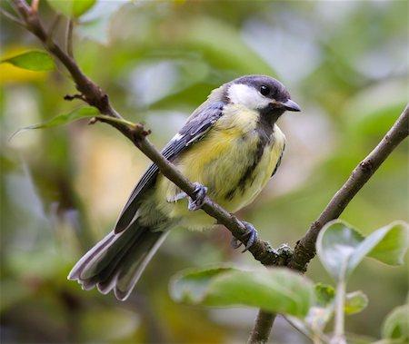simsearch:400-04604339,k - An image of a nice tit bird Stock Photo - Budget Royalty-Free & Subscription, Code: 400-04210021