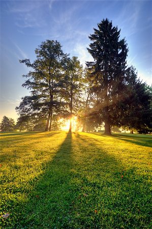 simsearch:700-02265197,k - light rays through the trees early morning in a park Stock Photo - Budget Royalty-Free & Subscription, Code: 400-04211930