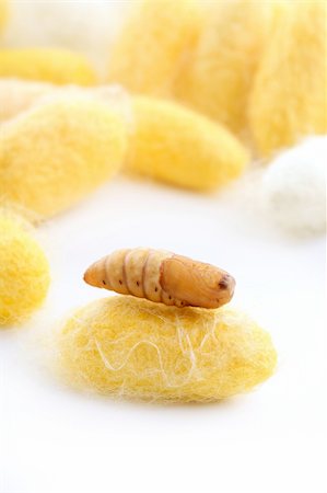 chrysalis silkworm up over silk worm cocoon Stock Photo - Budget Royalty-Free & Subscription, Code: 400-04212193