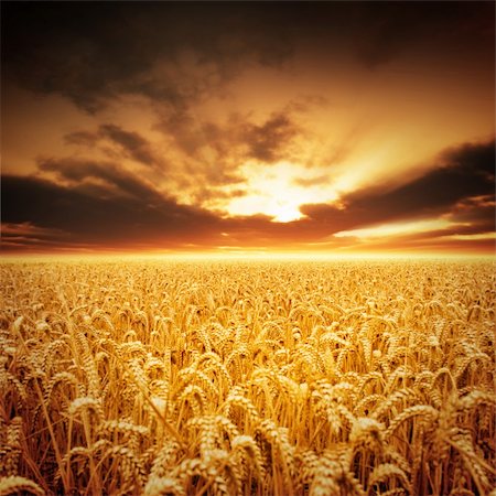 Golden fields of beautiful wheat. Stock Photo - Budget Royalty-Free & Subscription, Code: 400-04213434