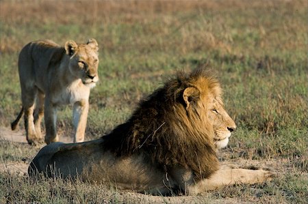 simsearch:400-04727848,k - Lion and lioness. A lying lion and approaching to him on a background a lioness. Stock Photo - Budget Royalty-Free & Subscription, Code: 400-04224867