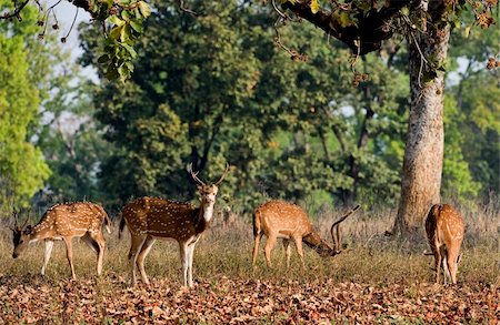 deer hunt - Axis Axis or Spotted Deer (Axis axis) INDIA Kanha National Park Stock Photo - Budget Royalty-Free & Subscription, Code: 400-04225561