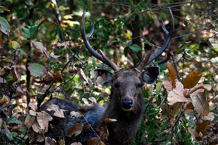deer hunt - The Indian Sambar is mostly found in damp woodland environments, favouring locations near to marshes and woodland swamps. Stock Photo - Budget Royalty-Free & Subscription, Code: 400-04225563