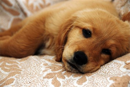 little cute golden sad dog lying indoor Photographie de stock - Aubaine LD & Abonnement, Code: 400-04225837