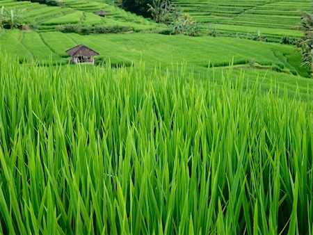 Traditional hut on rice fields Stock Photo - Budget Royalty-Free & Subscription, Code: 400-04226065