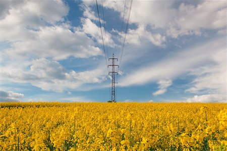 simsearch:400-03993174,k - Electric power lines and rape field Stock Photo - Budget Royalty-Free & Subscription, Code: 400-04226623