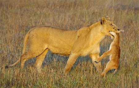 simsearch:400-04836462,k - A lioness with new-born antelope prey. The lioness goes on savanna and bears the killed kid of an antelope. A yellow grass. The morning sun. Foto de stock - Super Valor sin royalties y Suscripción, Código: 400-04227780