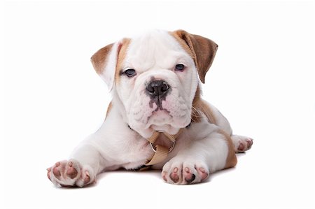 simsearch:400-04875272,k - English Bulldog puppy lying down in front of white background Stock Photo - Budget Royalty-Free & Subscription, Code: 400-04227801