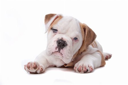 simsearch:400-04875272,k - English Bulldog puppy lying down in front of white background Stock Photo - Budget Royalty-Free & Subscription, Code: 400-04227802