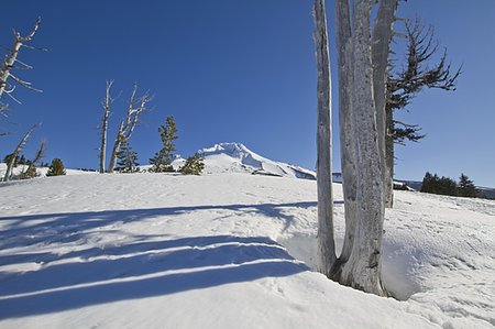 petrified (fossilized) - Mount Hood Ski Slope with Petrified Trees Stock Photo - Budget Royalty-Free & Subscription, Code: 400-04228332