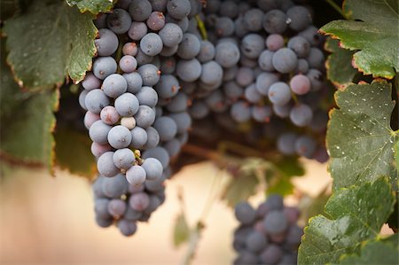 simsearch:846-03166143,k - Lush, Ripe Wine Grapes on the Vine Ready for Harvest. Stock Photo - Budget Royalty-Free & Subscription, Code: 400-04221299