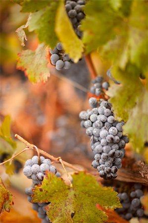 simsearch:846-03166143,k - Lush, Ripe Wine Grapes with Mist Drops on the Vine Ready for Harvest. Stock Photo - Budget Royalty-Free & Subscription, Code: 400-04221305