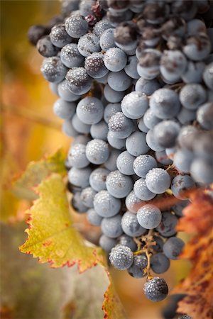 simsearch:846-03166143,k - Lush, Ripe Wine Grapes with Mist Drops on the Vine Ready for Harvest. Stock Photo - Budget Royalty-Free & Subscription, Code: 400-04221306