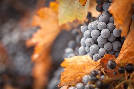 simsearch:846-03166143,k - Lush, Ripe Wine Grapes with Mist Drops on the Vine Ready for Harvest. Stock Photo - Budget Royalty-Free & Subscription, Code: 400-04221307