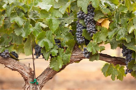 simsearch:846-03166143,k - Lush, Ripe Wine Grapes on the Vine Ready for Harvest. Stock Photo - Budget Royalty-Free & Subscription, Code: 400-04221300