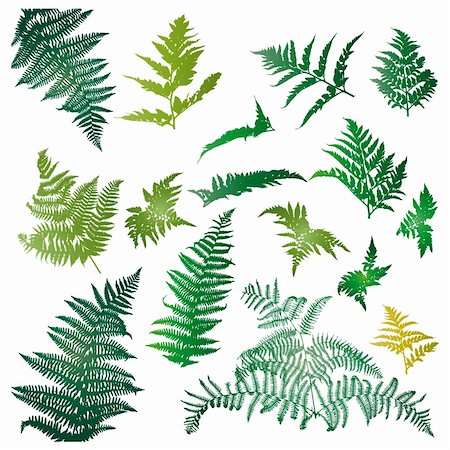 Fern leaves illustrated in a set of design elements. Stock Photo - Budget Royalty-Free & Subscription, Code: 400-04221310