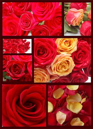 Collage of seven images with red roses Foto de stock - Super Valor sin royalties y Suscripción, Código: 400-04222890