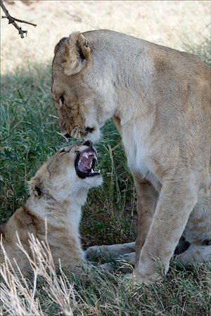 simsearch:400-04727848,k - Lioness and young lion. Stock Photo - Budget Royalty-Free & Subscription, Code: 400-04222908