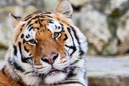 simsearch:400-06131670,k - Close-up of a Tigers face with lot of copy space Stock Photo - Budget Royalty-Free & Subscription, Code: 400-04223674