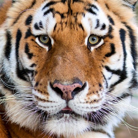 Close-up of a Tigers face with lot of copy space Stock Photo - Budget Royalty-Free & Subscription, Code: 400-04223675