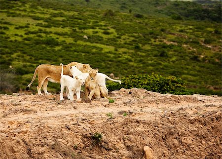 simsearch:400-04234685,k - rare white lions in savanna. South Africa Stock Photo - Budget Royalty-Free & Subscription, Code: 400-04234685