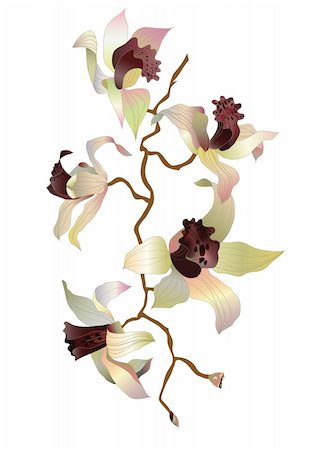 orchid branch on white background Stock Photo - Budget Royalty-Free & Subscription, Code: 400-04238545