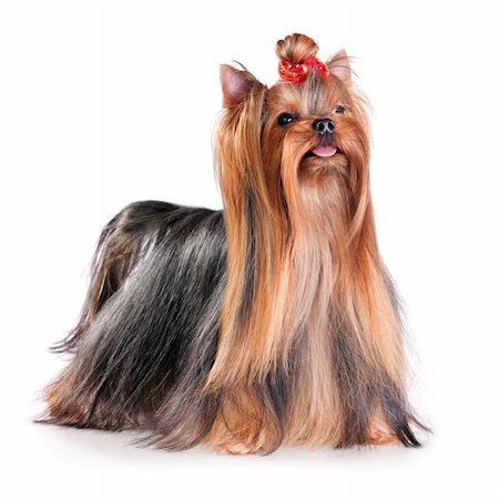 simsearch:400-04185637,k - Yorkshire Terrier in show coat. Isolated on a white background Stock Photo - Budget Royalty-Free & Subscription, Code: 400-04239856