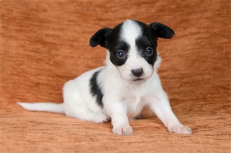 simsearch:400-05722359,k - Little Puppy Papillon on a brown background Stock Photo - Budget Royalty-Free & Subscription, Code: 400-04239850