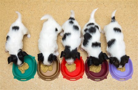 simsearch:400-06641109,k - Little Puppies Papillon eating from bowls of colorful Stock Photo - Budget Royalty-Free & Subscription, Code: 400-04239851