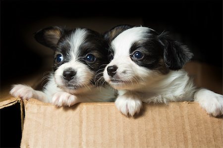simsearch:400-05722359,k - Little Puppies breed Papillon in carton box Stock Photo - Budget Royalty-Free & Subscription, Code: 400-04239852