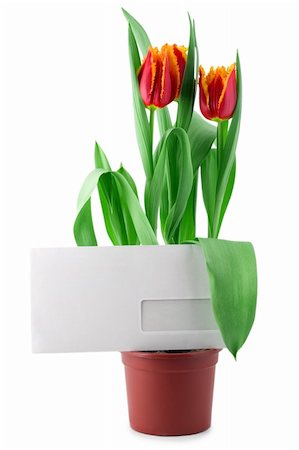 blank envelope in tulips isolated on white background Stock Photo - Budget Royalty-Free & Subscription, Code: 400-04230425