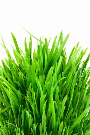 simsearch:400-05362449,k - Isolated green grass on white background Stock Photo - Budget Royalty-Free & Subscription, Code: 400-04231259