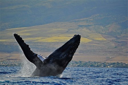 A Breaching Humpback Whale off the coast of Maui, Hawaii. Stock Photo - Budget Royalty-Free & Subscription, Code: 400-04240396