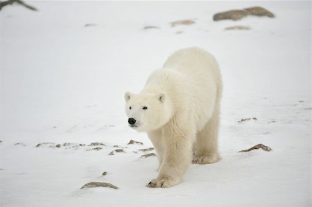 The polar bear going on snow attentively looks forward. Stock Photo - Budget Royalty-Free & Subscription, Code: 400-04240524