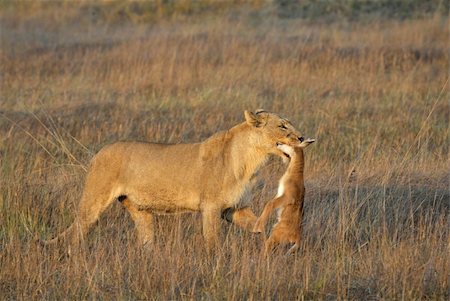 simsearch:400-04836462,k - A lioness with new-born antelope prey. The lioness goes on savanna and bears the killed kid of an antelope. A yellow grass. The morning sun. Foto de stock - Super Valor sin royalties y Suscripción, Código: 400-04240525