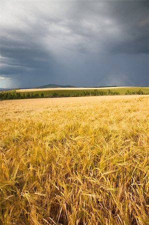 Wheaten field and the blue sky Stock Photo - Budget Royalty-Free & Subscription, Code: 400-04241101