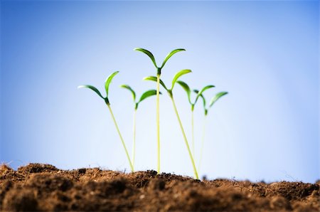 seed growing in soil - Green seedling illustrating concept of new life Stock Photo - Budget Royalty-Free & Subscription, Code: 400-04241888