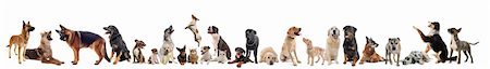 group of dogs, puppies and cats on a white background Stock Photo - Budget Royalty-Free & Subscription, Code: 400-04242057