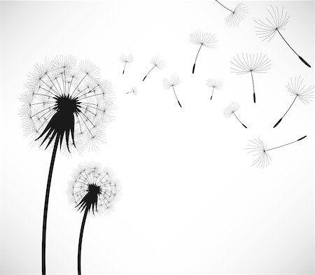 fuzz - 2 dandelion being blown by wind. Stock Photo - Budget Royalty-Free & Subscription, Code: 400-04242103
