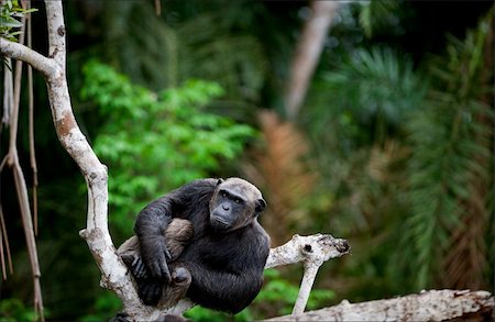 simsearch:400-04362550,k - Portrait of the adult male of a chimpanzee at a short distance on  tree, against green jungle. Stock Photo - Budget Royalty-Free & Subscription, Code: 400-04255624
