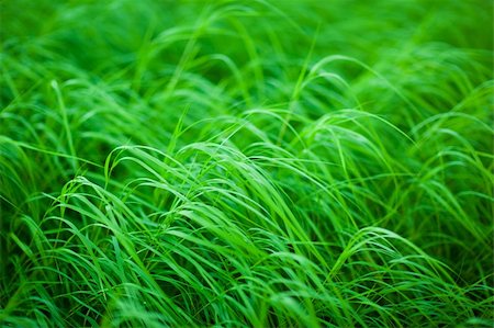 simsearch:400-05362449,k - Very beautiful fresh and juicy young grass Stock Photo - Budget Royalty-Free & Subscription, Code: 400-04255821