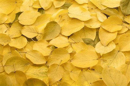 simsearch:400-05256623,k - Yellow autumn leaves. Abstract beautiful backdrop for any purpose Photographie de stock - Aubaine LD & Abonnement, Code: 400-04255937