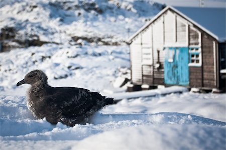 simsearch:400-04604339,k - A bird sitting on a snowed hill, a hut in the background Stock Photo - Budget Royalty-Free & Subscription, Code: 400-04256283