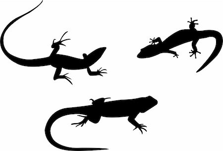 salamander - lizards silhouettes - vector Stock Photo - Budget Royalty-Free & Subscription, Code: 400-04257341